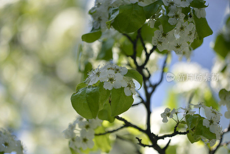 春花:大自然之美(附Apo Sonnar 135mm f2)